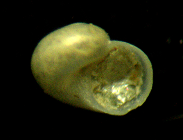 Dikoleps umbilicostriata